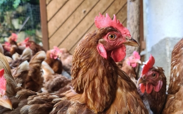 Bottega con formaggi di capra