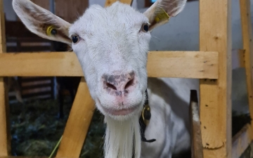 Hofladen mit Ziegenkäserei