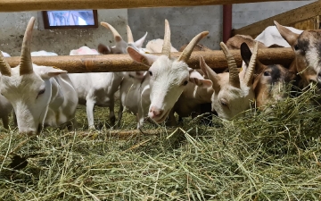 Bottega con formaggi di capra