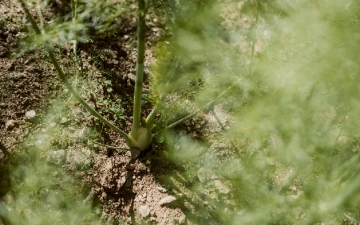 Unser Garten