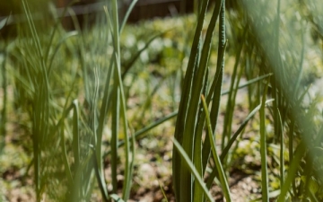 Unser Garten